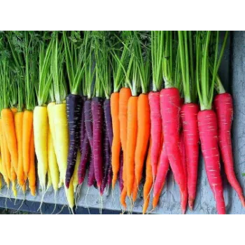 Organic Red Carrot